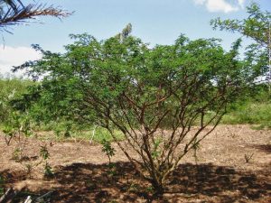 Mimosa Hostilis Tree